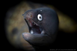 E E L 
Greyface moray eel (Gymnothorax thyrsoideus)
Ani... by Irwin Ang 